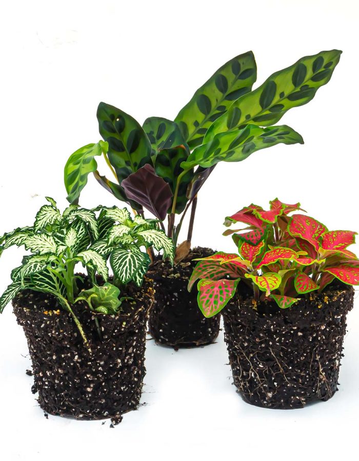 Plant Terrarium Set – Lancifolia – 3 Plants – Calathea Lancifolia – Red & White Fittonia