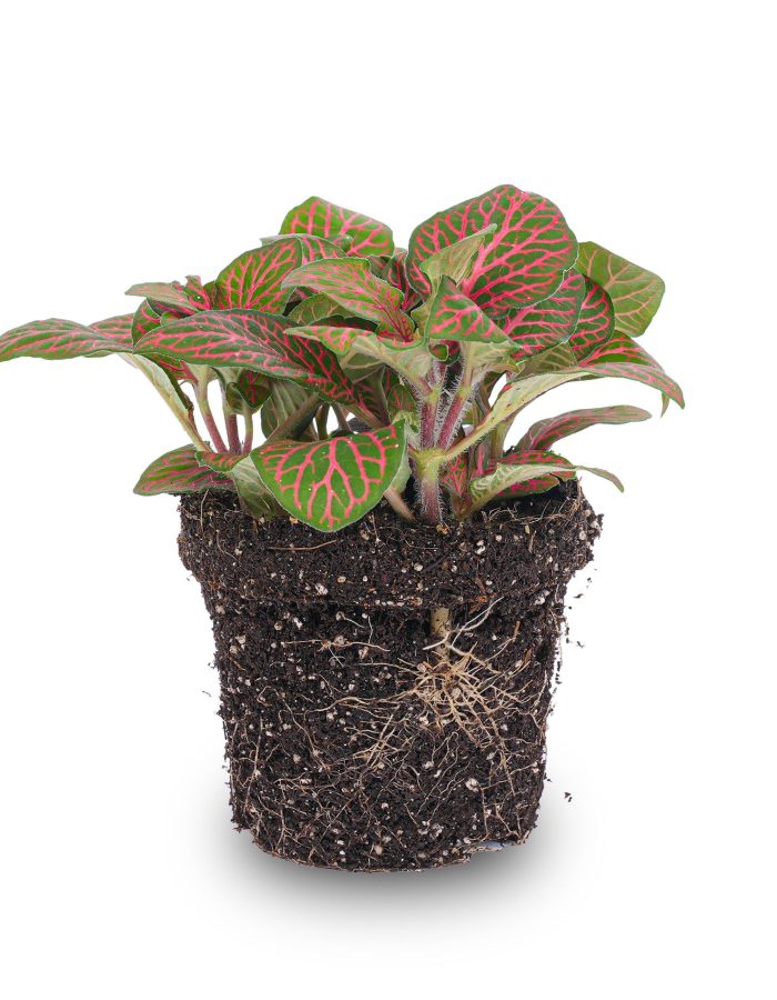 Fittonia Red – Mosaic Plant