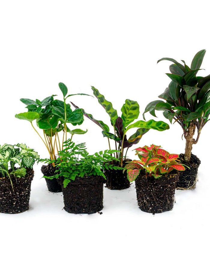 Plant Terrarium Set – Jungle Boost – 6 Plants – Palm – Calathea Lancifolia – Coffea Arabica – Fern – Red & White Fittonia