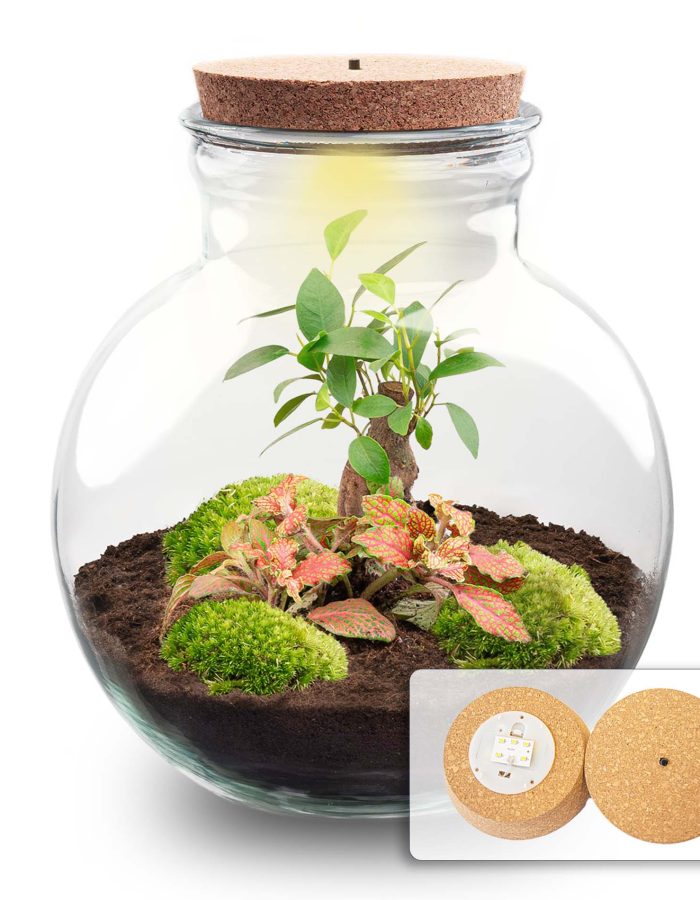 Terrarium Diy Kit – Teddy Bonsai – Bottle Garden – ↑ 26,5 Cm