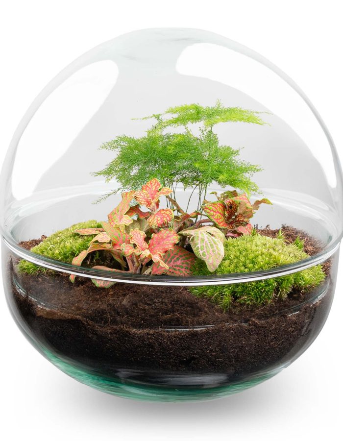 Terrarium Diy Kit – Dome Red – Bottle Garden – ↑ 20 Cm