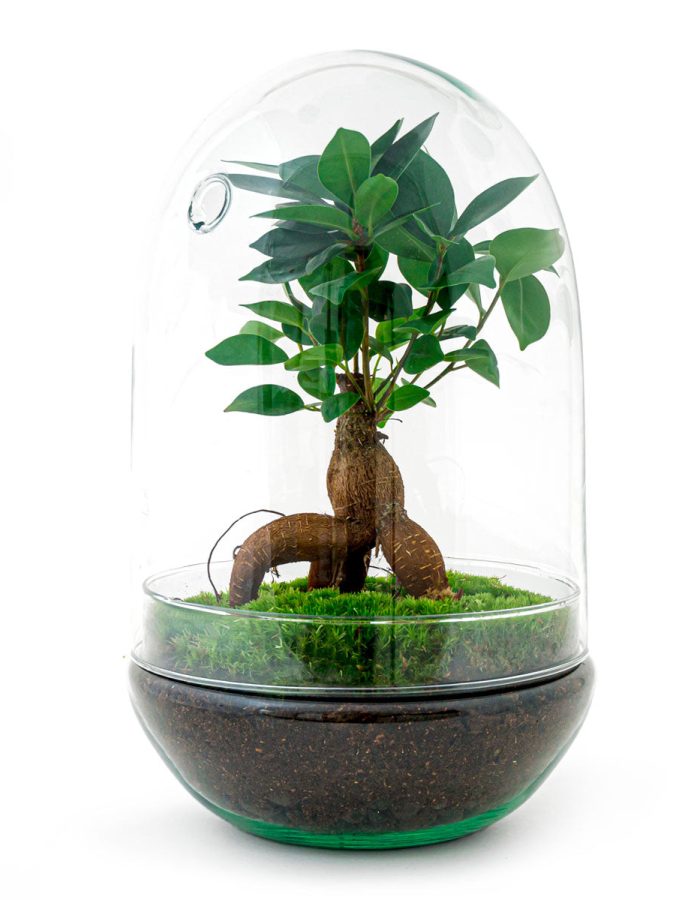 Terrarium Diy Kit – Egg Xl Bonsai – Bottle Garden – ↑ 30 Cm