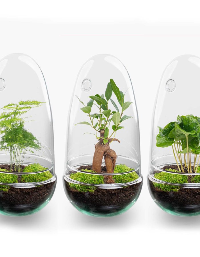 Terrarium Diy Kit – Bottle Garden – ↑ 25 Cm