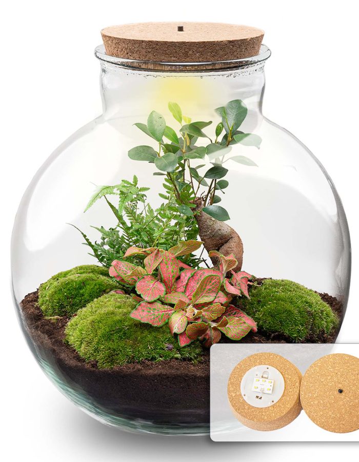 Terrarium Diy Kit – Bolder Bob Bonsai – Bottle Garden – ↑ 30 Cm