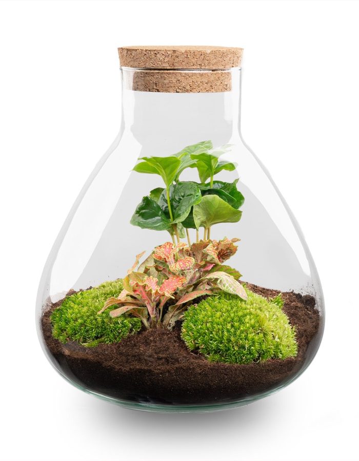Terrarium Diy Kit – Sammie Coffea – Bottle Garden – ↑ 27 Cm