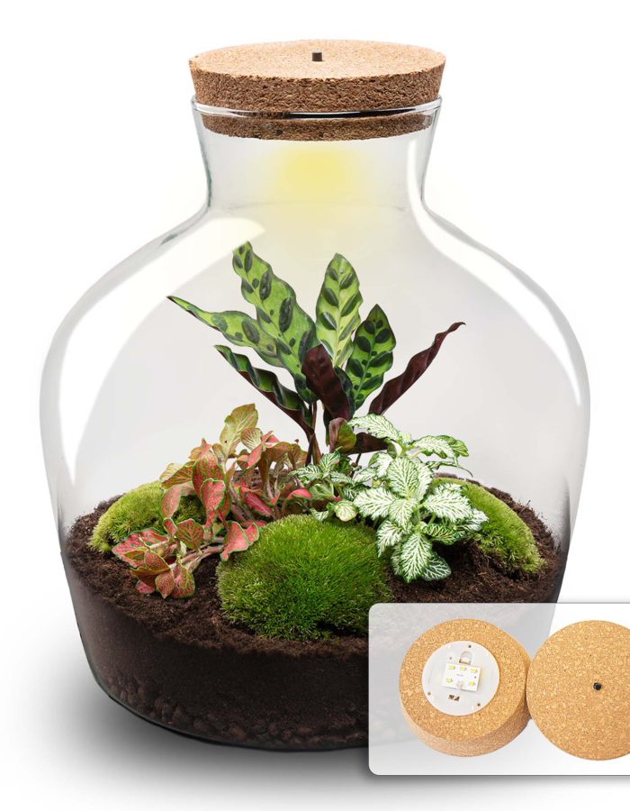 Terrarium Diy Kit – Fat Joe Red – Bottle Garden – ↑ 30 Cm