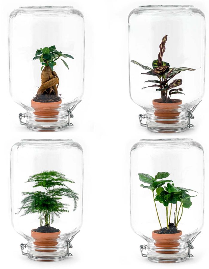 Terrarium Diy Kit – Easyplant  – ↑ 28 Cm