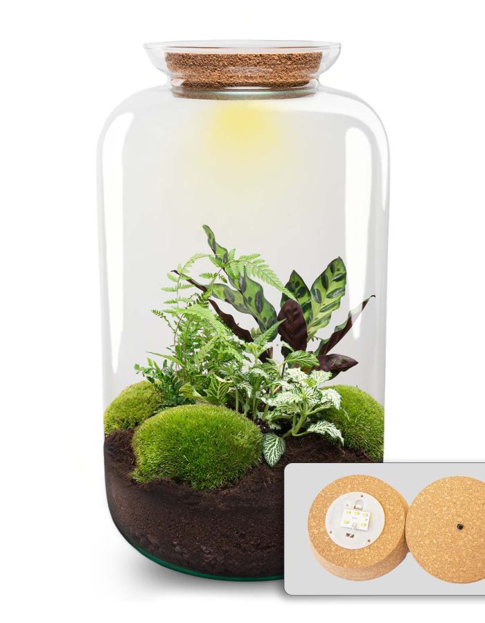 Terrarium Diy Kit – Botanical Sven Xl + Light – Bottle Garden – ↑ 43 Cm