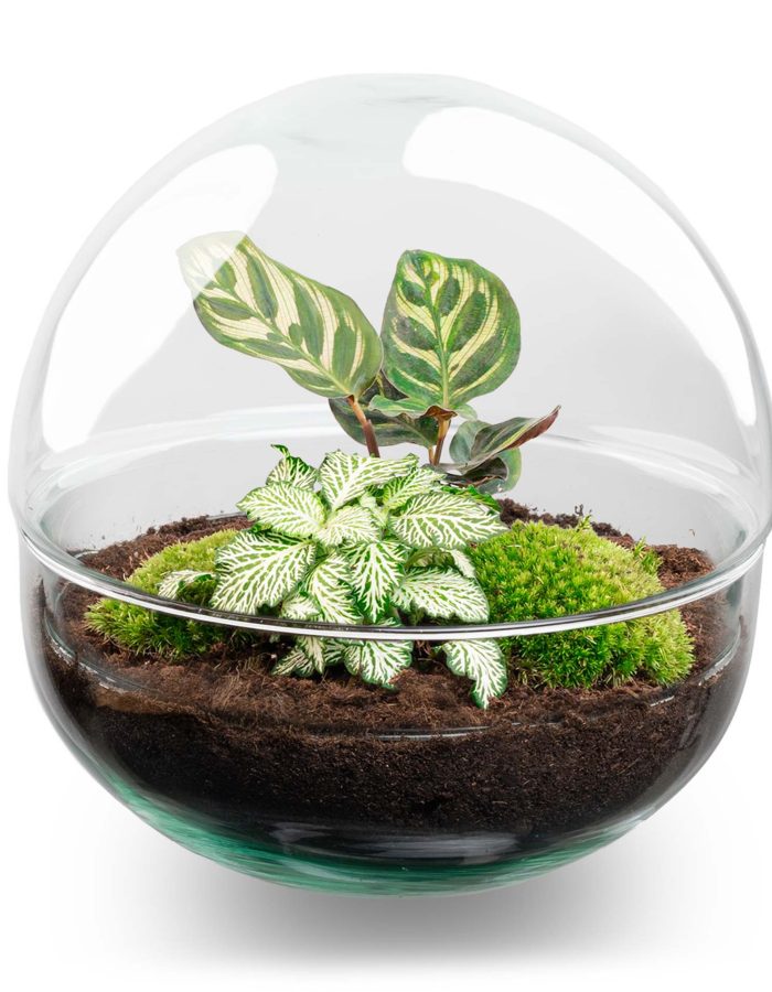 Terrarium Diy Kit – Dome – Bottle Garden – ↑ 20 Cm