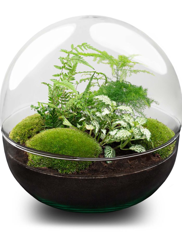 Terrarium Diy Kit – Dome Xl – Bottle Garden – ↑ 28 Cm
