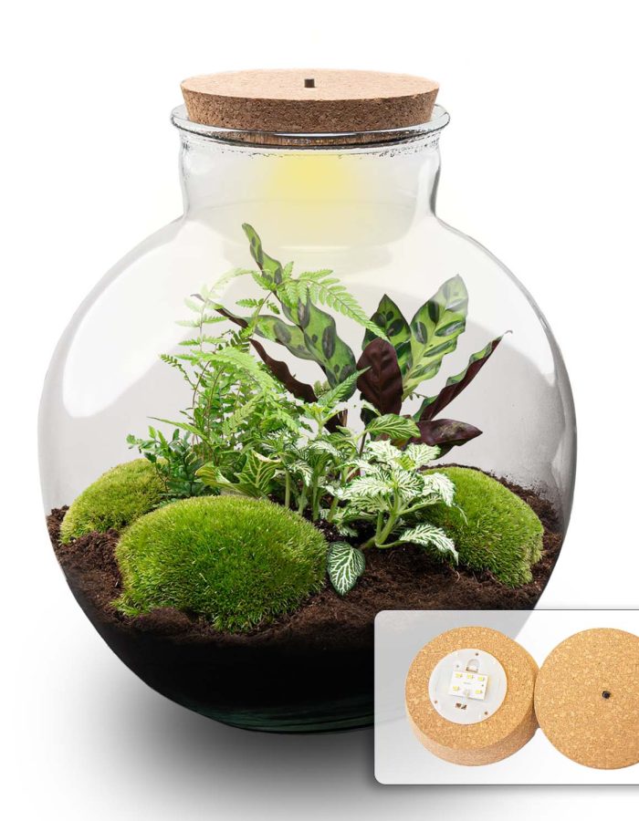 Terrarium Diy Kit – Bolder Bob – Bottle Garden – ↑ 30 Cm