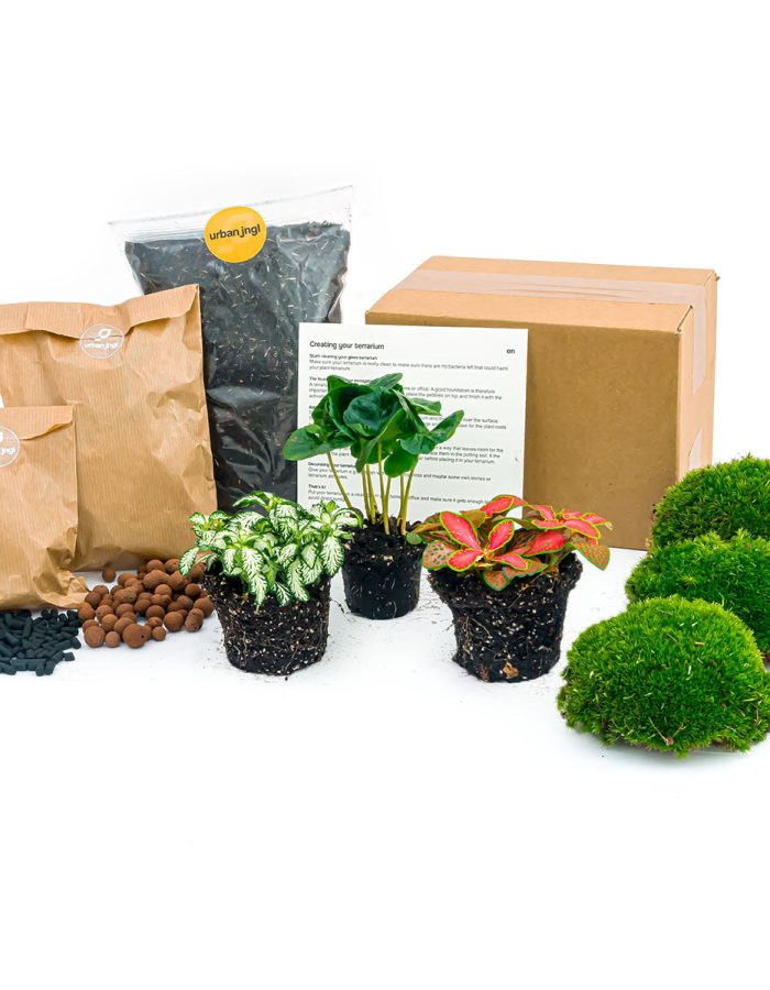 Plant Terrarium Package – Coffea Arabica – 3 Terrarium Plants – Refill & Starter Package – Diy Terrarium Kit