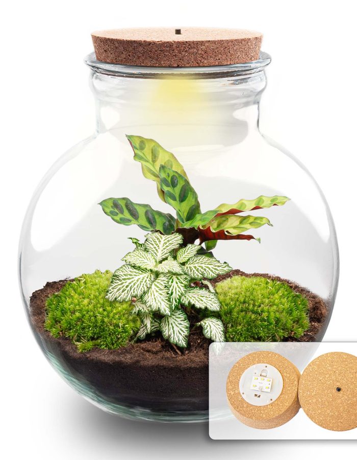 Terrarium Diy Kit – Teddy – Bottle Garden – ↑ 26,5 Cm