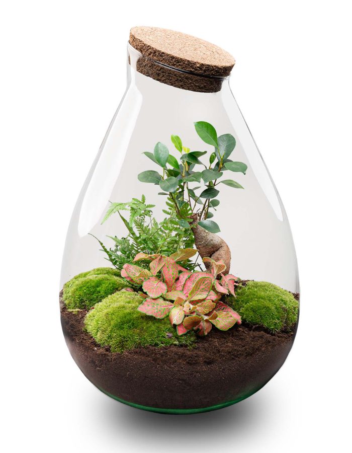 Terrarium Diy Kit – Ficus Ginseng Bonsai – ↑ 37 Cm