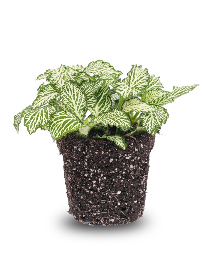 Fittonia White -White Tiger – Mosaic Plant