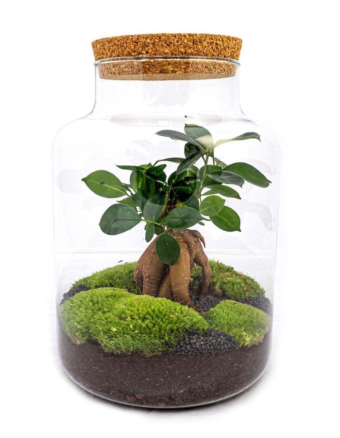 Terrarium Diy Kit – Milky With Bonsai – Bottle Garden – ↑ 30 Cm