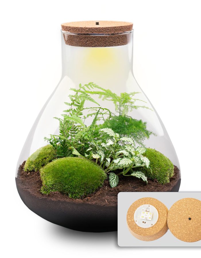 Terrarium Diy Kit – Sam Xl – Bottle Garden – ↑ 35 Cm