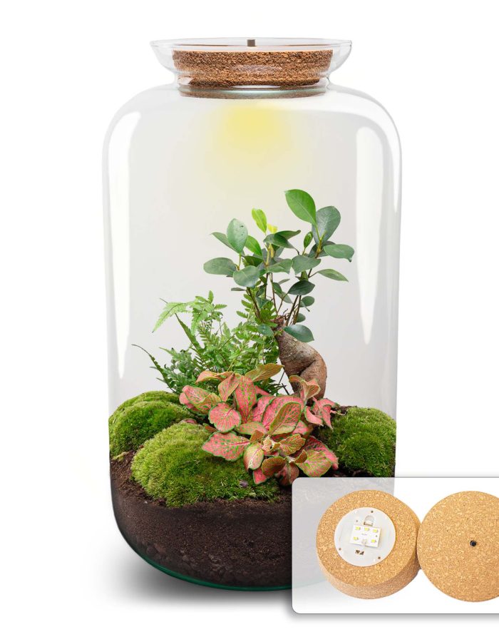 Terrarium Diy Kit – Sven Ginseng Bonsai Xl – With Light – Bottle Garden – ↑ 43 Cm
