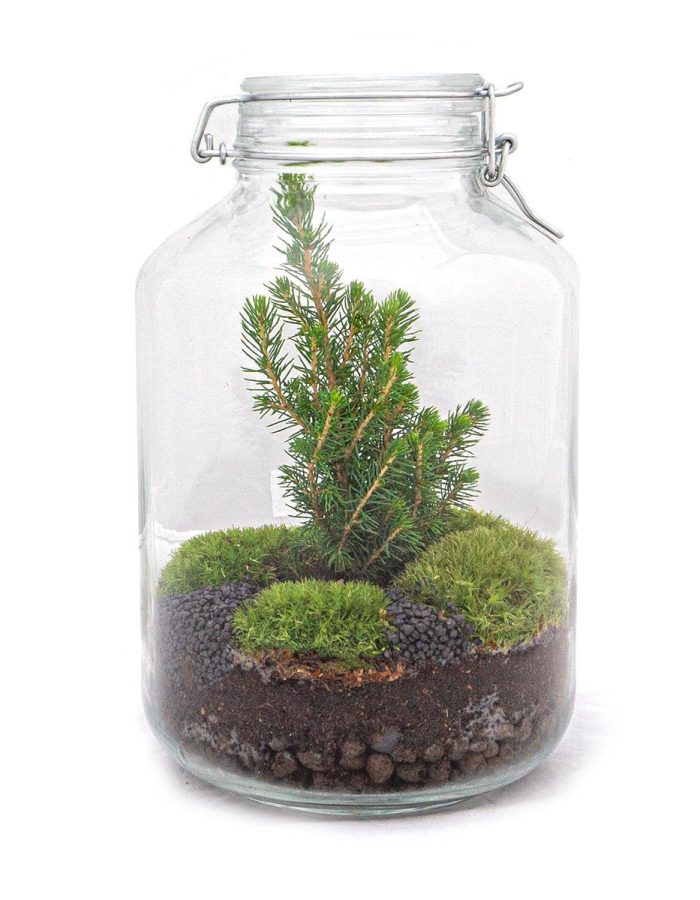 Jar Terrarium Kit – Christmas Tree – Bottle Garden -↑ 28 Cm