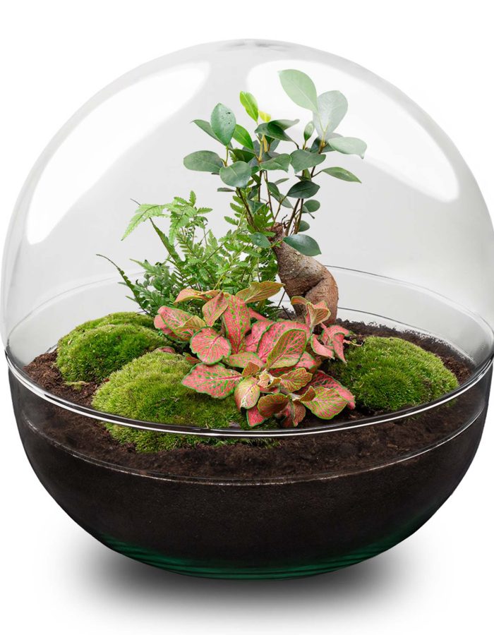 Terrarium Diy Kit – Dome Xl Ficus Ginseng Bonsai – Bottle Garden – ↑ 28 Cm
