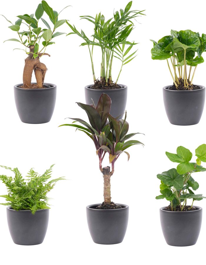 Kit 6 pots + plantes d’intérieur