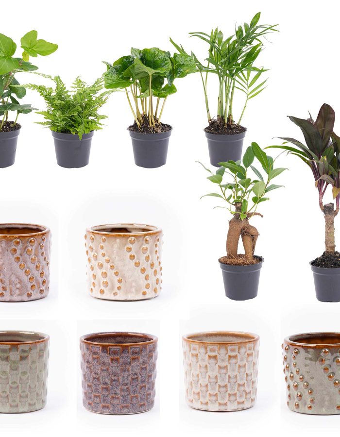 Mini Plant Set 6 – Includes Pot Set Madrid