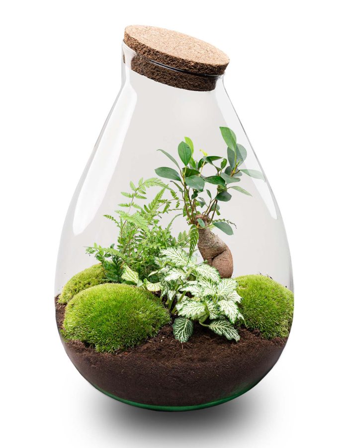 Terrarium Diy Kit – Drop Xl Bonsai ‘Green’ – Bottle Garden – ↑ 37 Cm