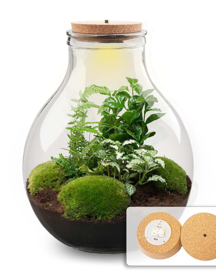 Terrarium Diy Kit – Big Paul Green Xl – Bottle Garden – ↑ 40 Cm