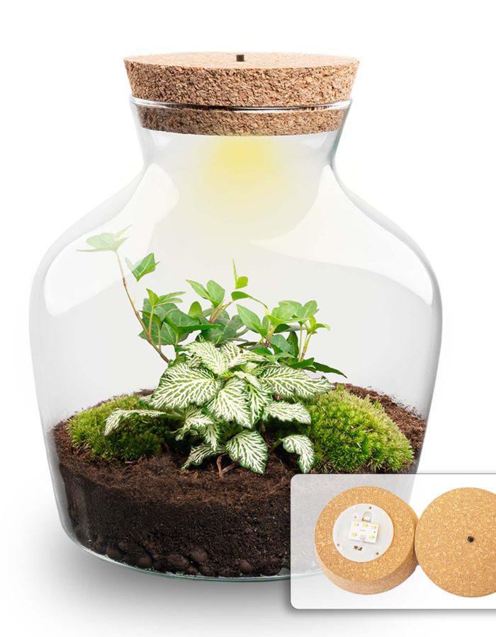 Terrarium Diy Kit – Little Joe + Led – Hedera + Fittonia White – ↑ 21.5 Cm