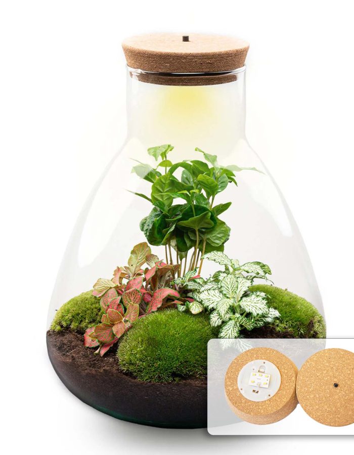 Terrarium Diy Kit – Sam Coffea With Light – Bottle Garden – ↑ 30 Cm