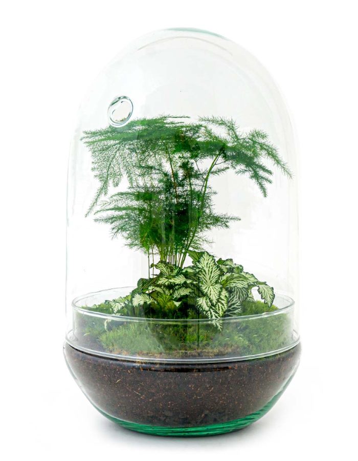 Terrarium Diy Kit – Egg Xl – Bottle Garden – ↑ 30 Cm