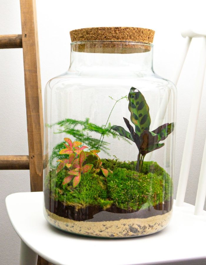 Terrarium Diy Kit – Milky – Bottle Garden – ↑ 30 Cm