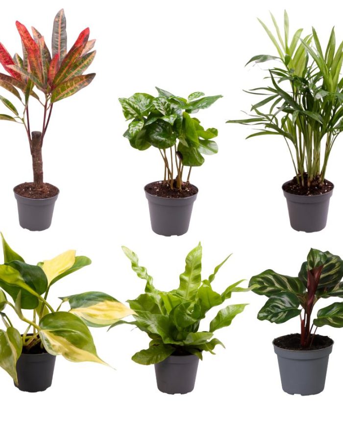 Baby Plants Surprise Box – Ø6Cm – ↕12Cm – X6