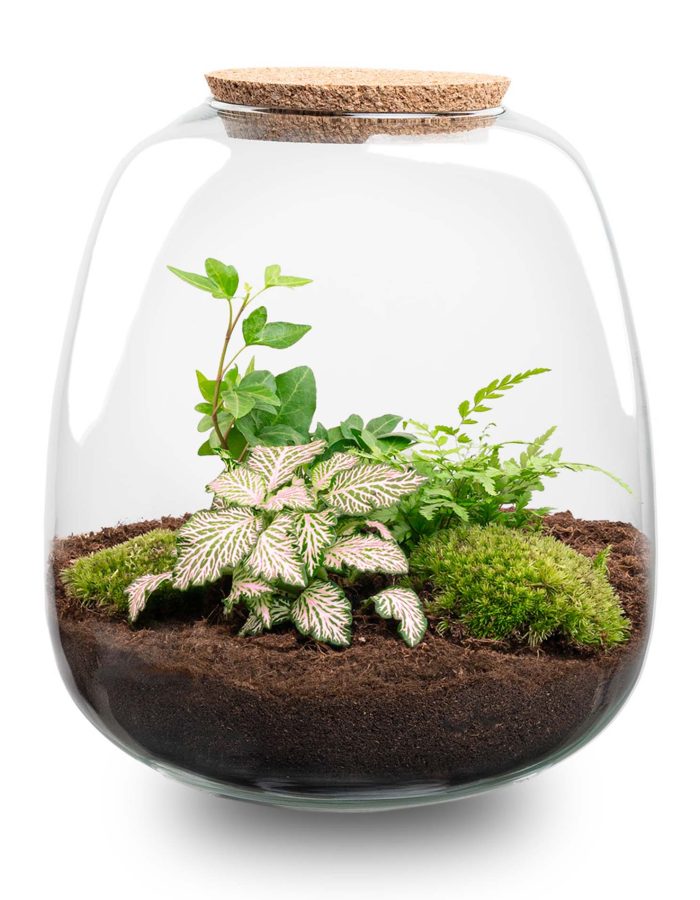 Terrarium Emma – Ø 23 Cm ↑ 25 Cm – Relatiegeschenk