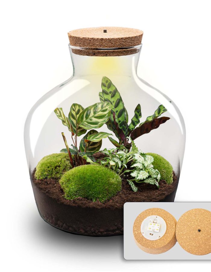 Terrarium en kit – Ø 29 Cm ↑ 30 Cm