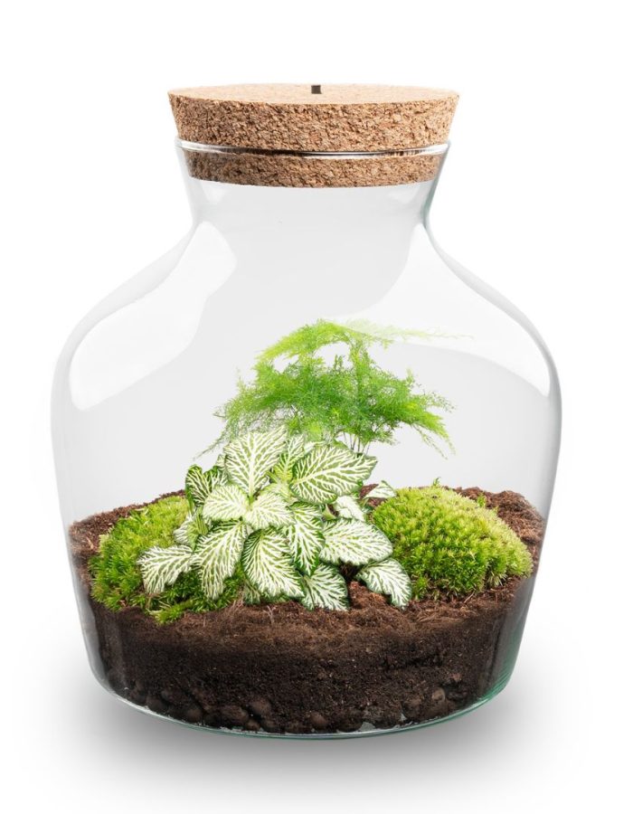 Terrarium Little Joe – Ø 20 Cm ↑ 22 Cm
