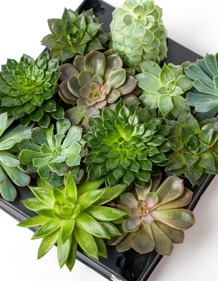 Succulent Mix – en pot de 6 Cm Pots