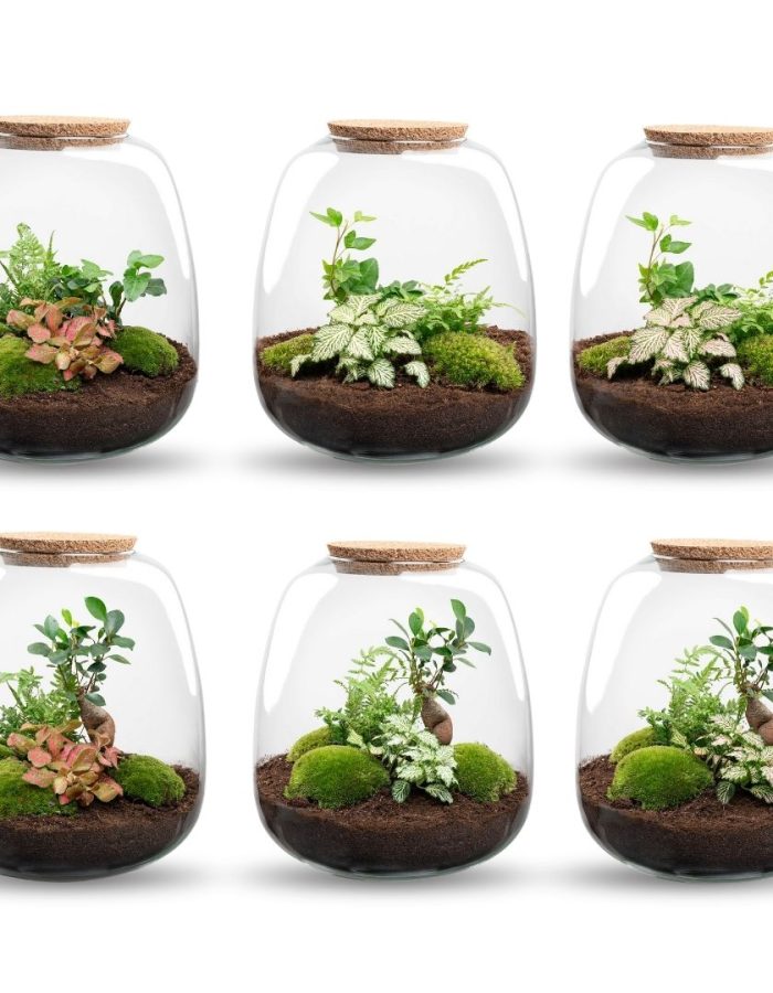 Emma – Terrarium With Light – Bottle Garden Diy Kit – Ø 23 Cm ↑ 25 Cm