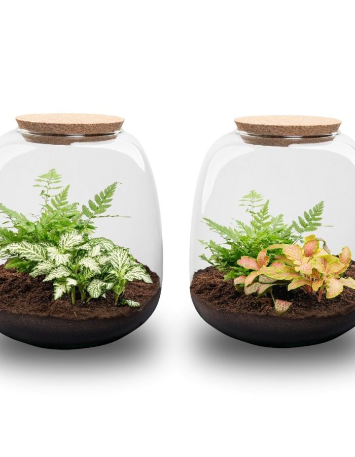 Emma Mini – Terrarium With Cork – Bottle Garden Diy Kit – Ø 19 Cm ↑ 20 Cm
