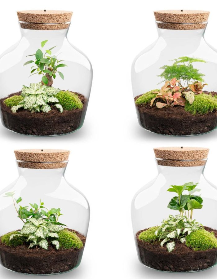 Little Joe – Terrarium With Light – Bottle Garden Diy Kit – Ø 20 Cm ↑ 22 Cm