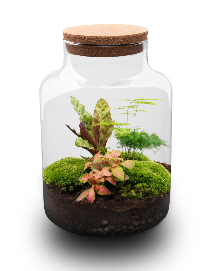 Milky – Terrarium – Bottle Garden Diy Kit – Ø 21 Cm ↑ 30 Cm