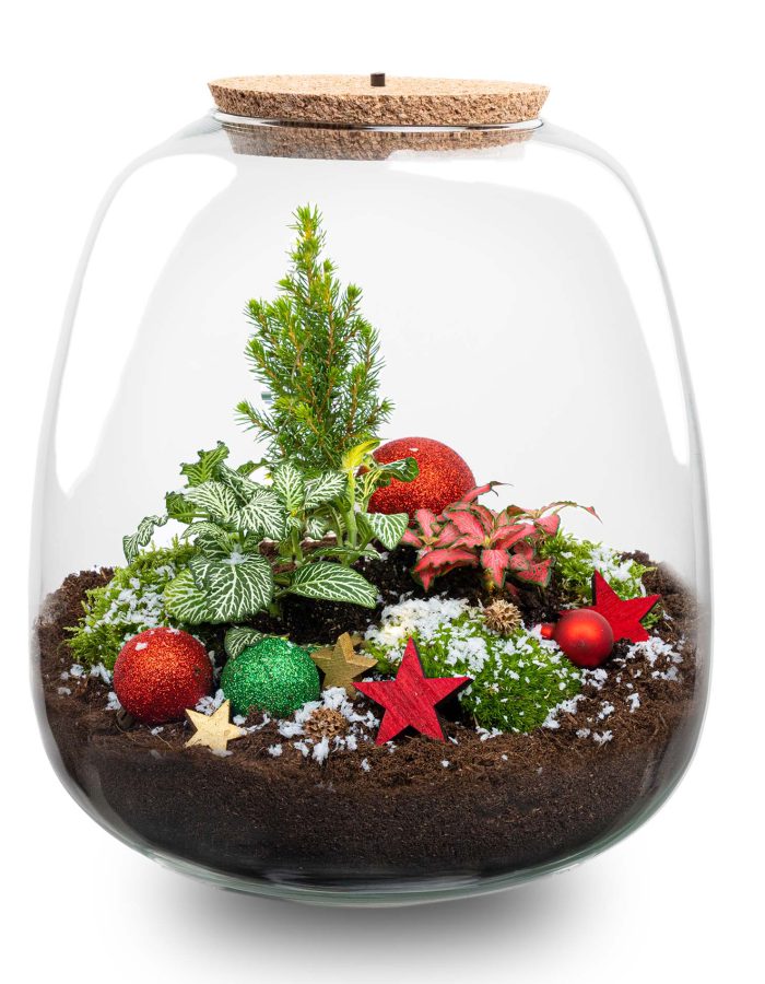 Kit Terrarium de Noël – Ø 23 Cm ↑ 25 Cm
