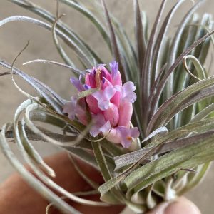 Comment Faire Fleurir un Tillandsia : Guide Complet
