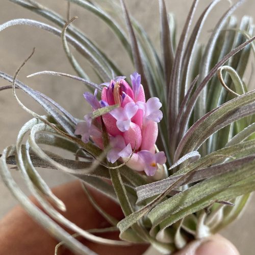 Comment Faire Fleurir un Tillandsia : Guide Complet