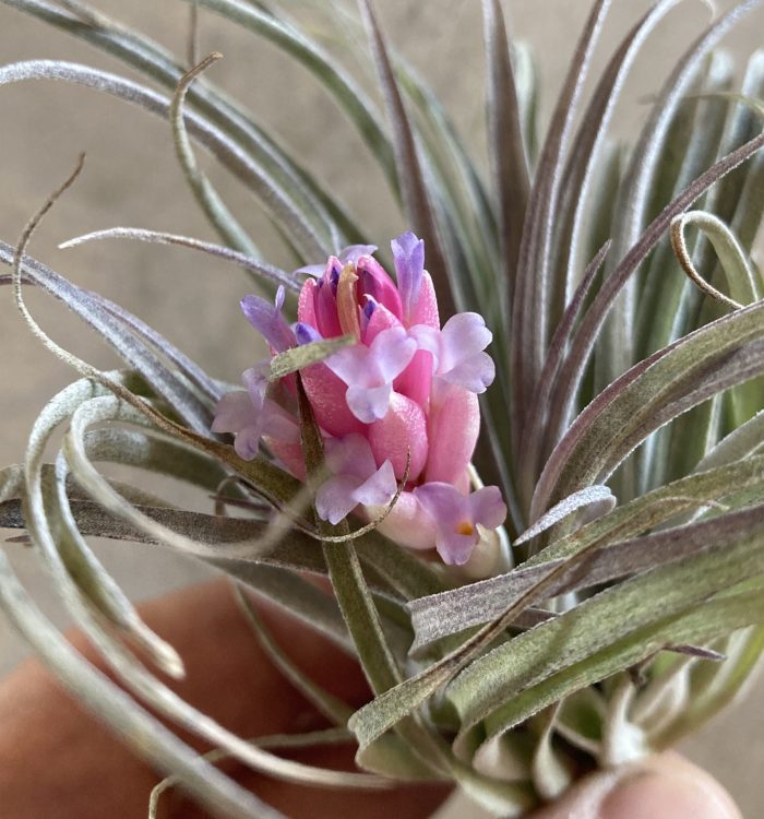 Comment Faire Fleurir un Tillandsia : Guide Complet