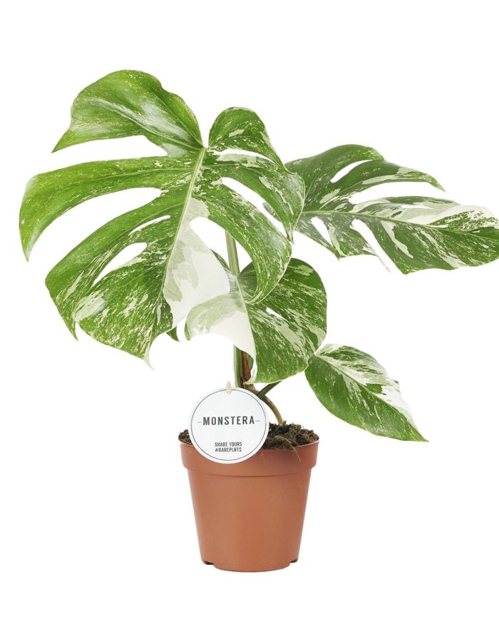 Monstera Deliciosa Variegata – Ø15Cm – ↕45Cm