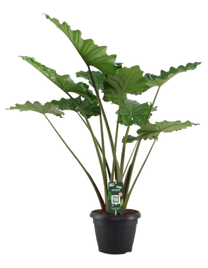 Alocasia Portodora – 140 Cm – Ø34Cm