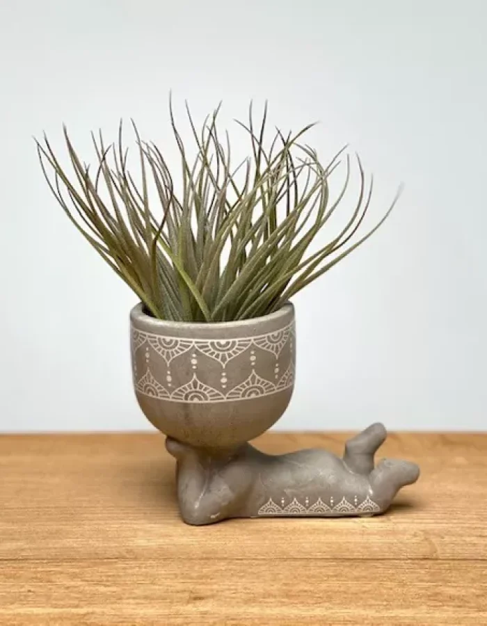 Lazy Man Tillandsia –Zen Plante Aérienne Vivante