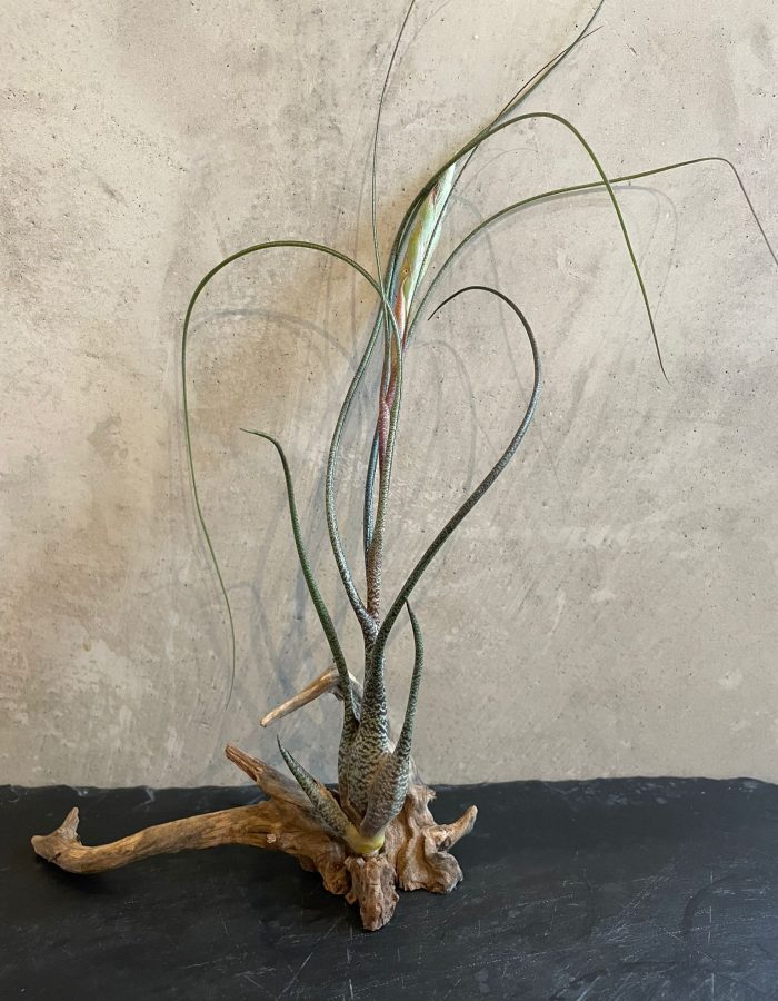 Tillandsia Butzii Large 25-30cm Plante Aérienne