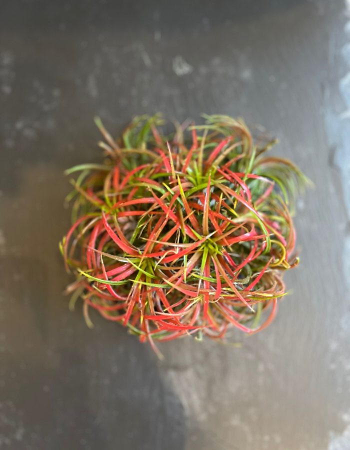 Tillandsia Ionantha Red ou green15cm Plante Aérienne